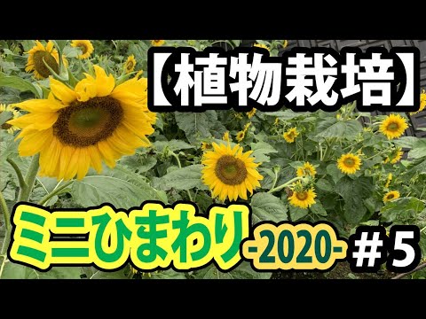 ヒマワリ 植物