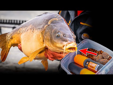 This Match Fishing Tactic Catches HUGE CARP! | Guru Bitesize #039