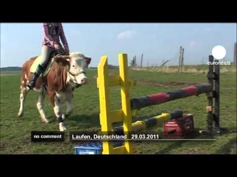 Haha skoczna ta krówka