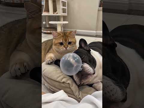 別再說貓愛欺負狗了，你先聽前1秒這個鼾聲 #金漸層 #法鬥 #寵物 #貓 #狗