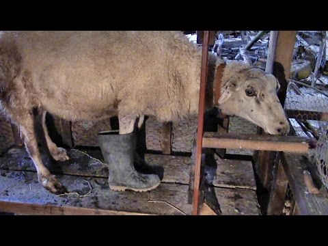 Die Erholung die Behandlung der Schuppenflechte in israile Des Sanatoriums saryagasch bei der Schuppenflechte