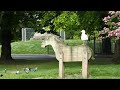 Herring Gull Riding A Horse