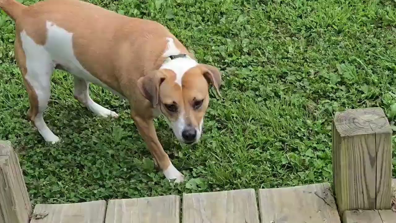 Maebelle, a ADOPTABLE Mixed Breed in Point Pleasant, WV video 4/4