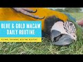 BLUE AND GOLD MACAW DAILY ROUTINE SHELBY THE MACAW