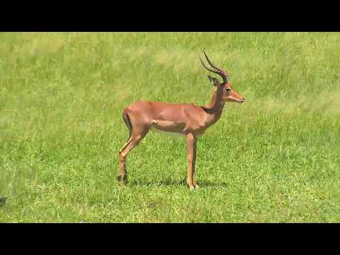 Djuma: Impala Ram with left rear leg injury - 11:35 - 02/19/19