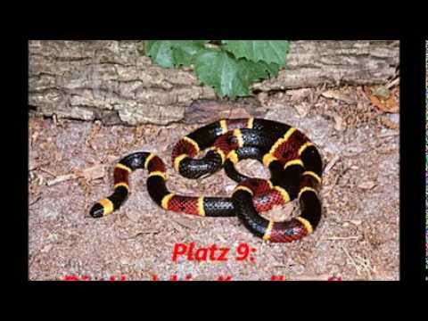 Top 10 der giftigsten Schlangen der Welt
