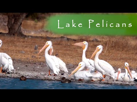 Lake pelicans