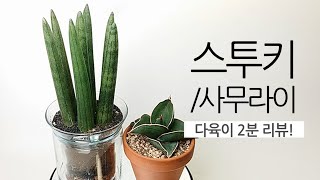 다육이 2분 리뷰.스투키/사무라이 드와프(산세베리아속) succulents/多肉植物/たにくしょくぶつ 281화…