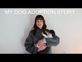 I adopted a dog ~ Meet Pocket!