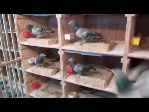 Belgium Van Loon Pigeons (Owned by Derek Parr)
