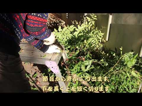 ダリアを正しく越冬させる 植物