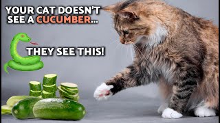 Why are CATS SCARED of CUCUMBERS? 🥒