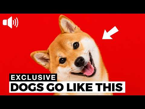 Can These 10 Sounds Make Your Dog Tilt Its Head? 🐶