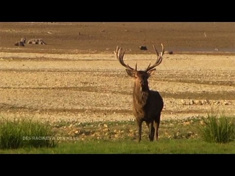 Listening to the roar of the deer