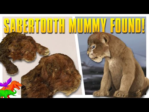 Frozen Saber-Toothed Cat Mummy Found In Siberia!