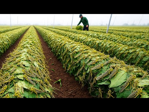 Billions of locusts bred and processed – fascinating breeding for meat production!