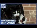 Missing Austin Cat Tux Found After Lyft Ride