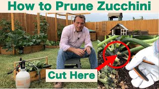 How to Prune Zucchini Plants to PREVENT Disease and 4 More KEY TASKS to Grow GREAT Zucchini