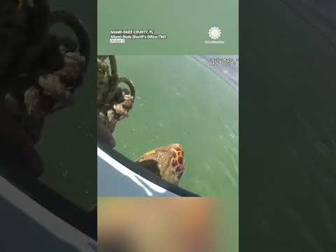 Sea Turtle Rescued From Crab Trap