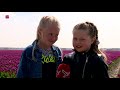 Tulpenroute Flevoland: niet in de velden lopen