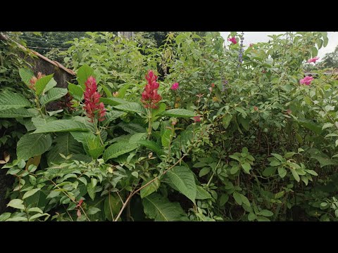 amanheceu chovendo muito aqui.