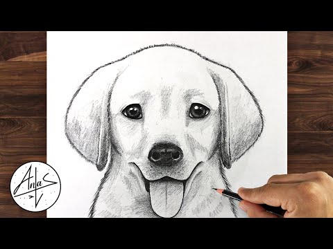 How To Draw a DOG (GOLDEN LAB PUPPY) | Drawing Tutorial