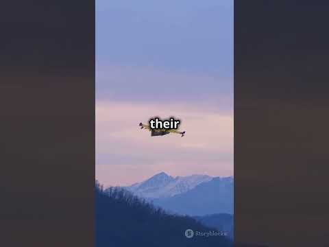 [Kingdom airlines flight 029 crash animation 2024].