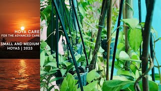 Download Lagu Hoya care for the advanced grower | Small and Medium Hoyas | 2023 Thumbnail