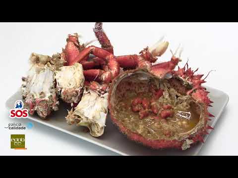 Como cocer una centolla o centollo. Abrir, preparar y presentar