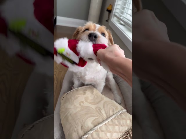 Vídeo relacionado con Trudi Jack Russel Jack Peluche de Perro, cumpleaños. | 13x23x39cm Talla M | Perros de Peluche clásicos | Modelo 22926