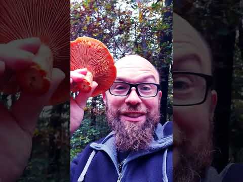 Saffron milk cap, tastes like bacon and can make your pee red!