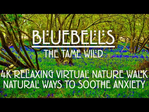 4k Bluebell Wood Peaceful English Spring Virtual Nature Walk with natural sounds of birdsong.