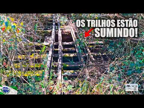 Encontrei uma ponte escondida no mato no trecho abandonado em Piraí do Sul