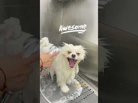1 phút tuốt lại vẻ đẹp trai cho em Max #petcial #grooming #petspa #pomeranian