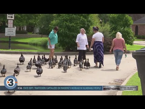 Newshounds Now Update: lots of ducks, a cute panda and more