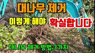 골치아픈 대나무 이렇게 해야 확실히 제거합니다 대나무 3가지 제거방법