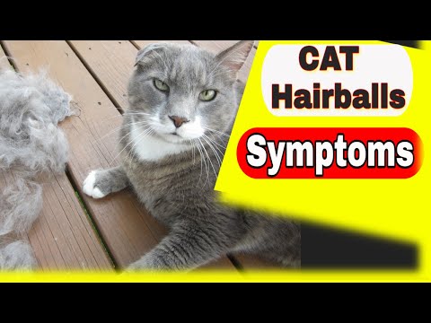 Cat Hairballs - Cat Hairballs Symptoms and Treatment