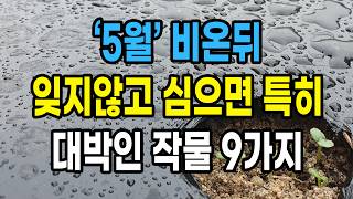 5월 비온뒤 잊지 않고 심으면 특히 대박인 작물 9가지