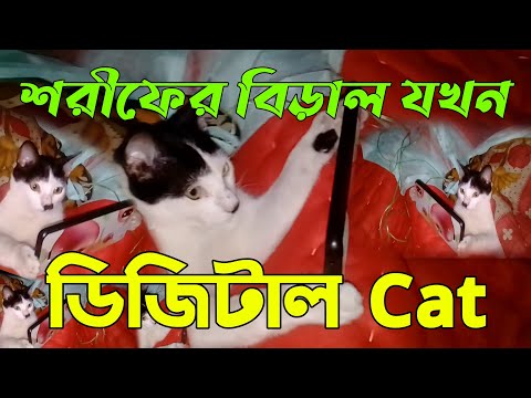 গ্রামের বিড়াল যখন ডিজিটাল Cat | শরীফের বিড়াল এখন আধুনিক | #বিড়াল #Cat #ময়মনসিংহ