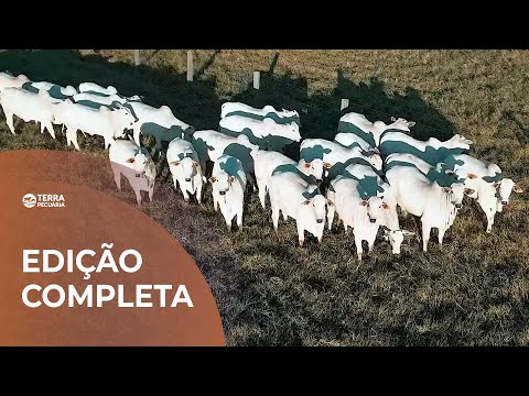 TERRA PECUÁRIA - EDIÇÃO COMPLETA 19/10