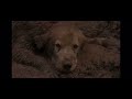 Homeward Bound The Incredible Journey Chance Convinces Shadow
