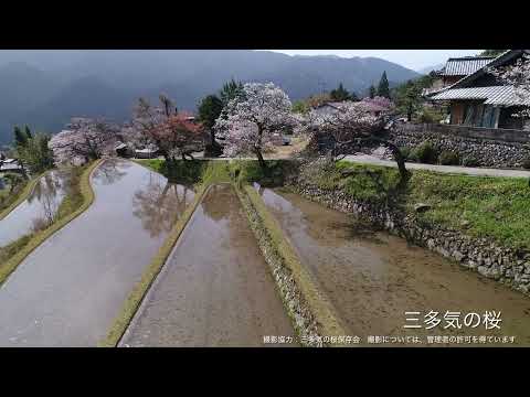 三多気の桜【ドローン撮影】(津市)｜観光三重｜三重県の観光・旅行情報