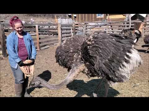 Tagging Ostriches! Our methods of handling juvenile chicks.