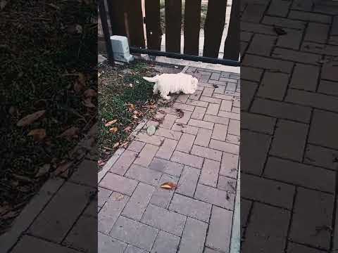 West Highland White Terrier puppy for sale