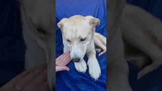 Video preview image #1 Siberian Husky-Unknown Mix Puppy For Sale in Cuba, NY, USA