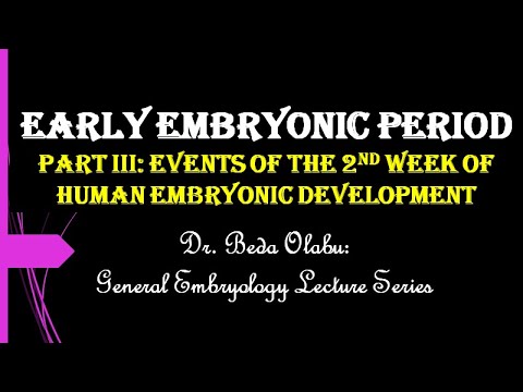 EVENTS OF THE 2ND WEEK OF HUMAN EMBRYONIC DEVELOPMENT