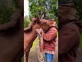 💕 Affectionate mule catches cowboy off guard. 💕 #loveyou #countrylife #mules
