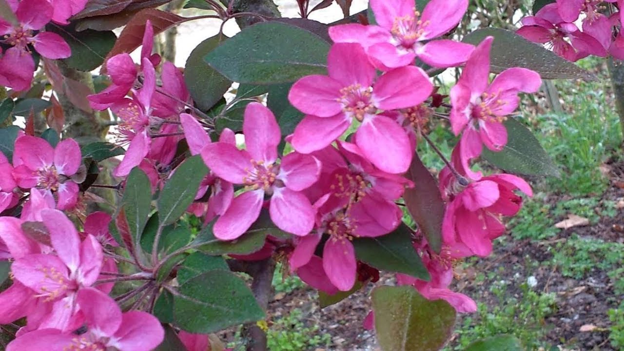 Malus Adams crabapple (flower) Flores de Bach