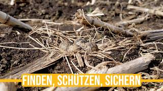 Niederwildtestrevier | Der Kampf gegen Wi - der Kiebitz kämpft ums überleben!