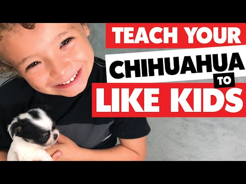 image-Are Chihuahuas good family pets?